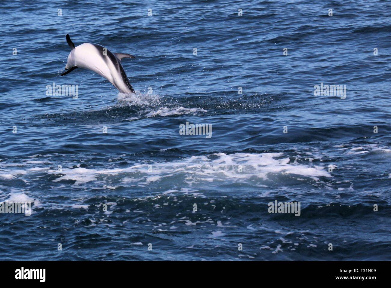 Delfine Spaß im Ozean bei Whale watching Ausflug - Neuseeland, Kaikōura Stockfoto