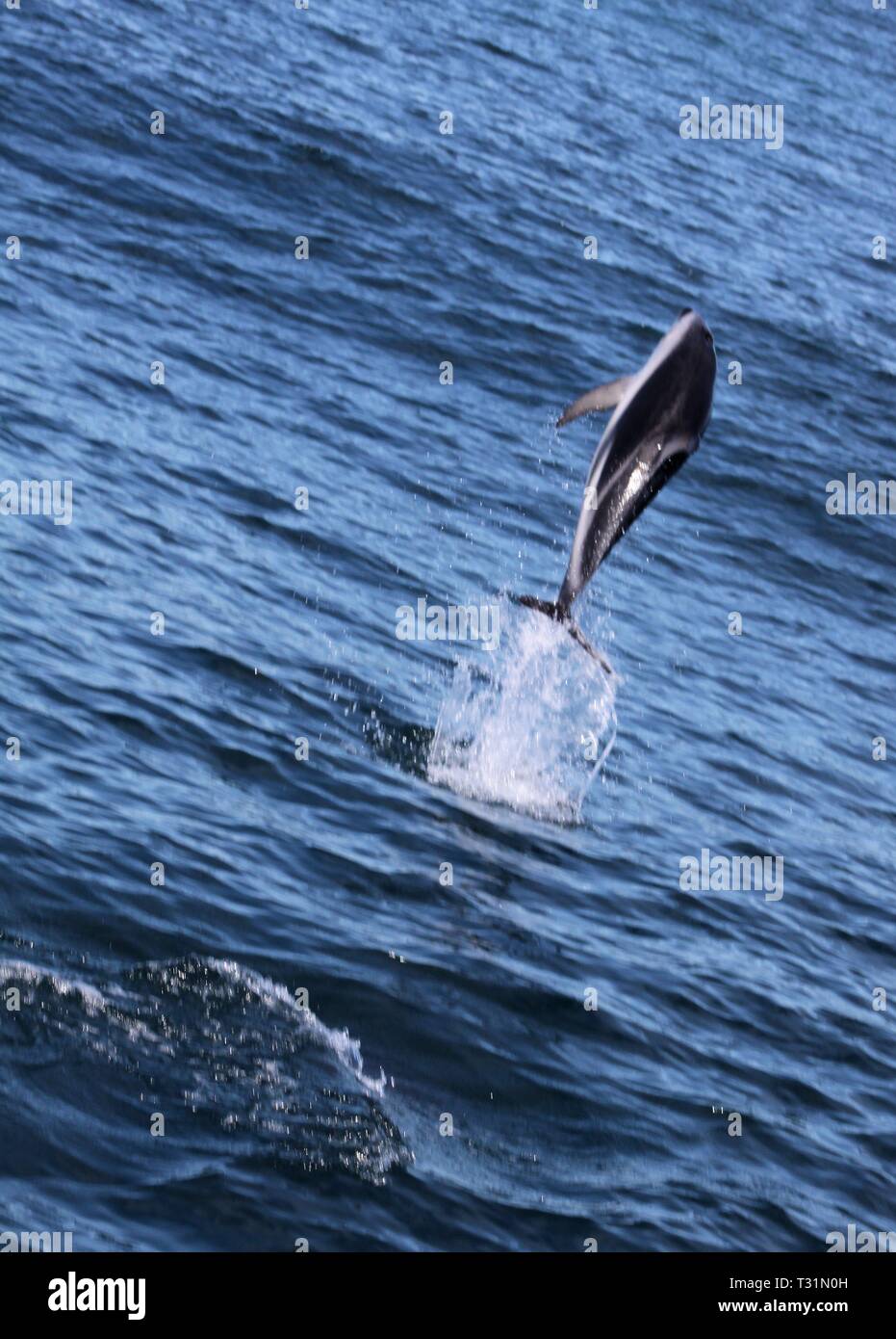 Delfine Spaß im Ozean bei Whale watching Ausflug - Neuseeland, Kaikōura Stockfoto