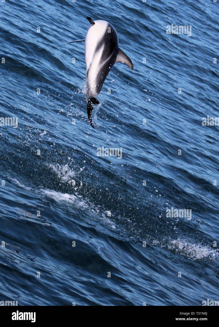 Delfine Spaß im Ozean bei Whale watching Ausflug - Neuseeland, Kaikōura Stockfoto