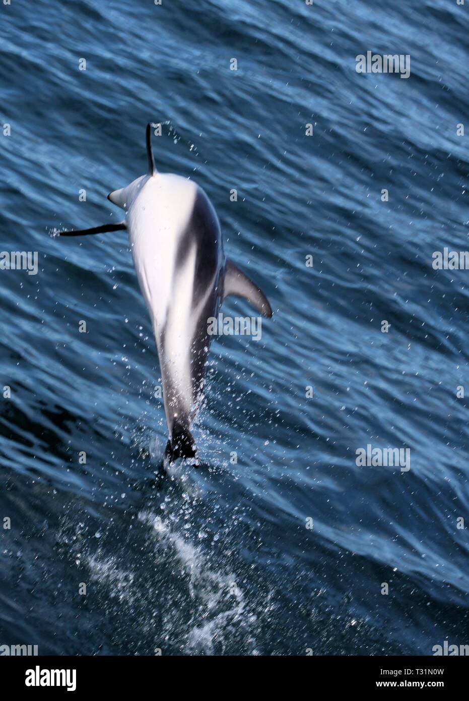 Delfine Spaß im Ozean bei Whale watching Ausflug - Neuseeland, Kaikōura Stockfoto