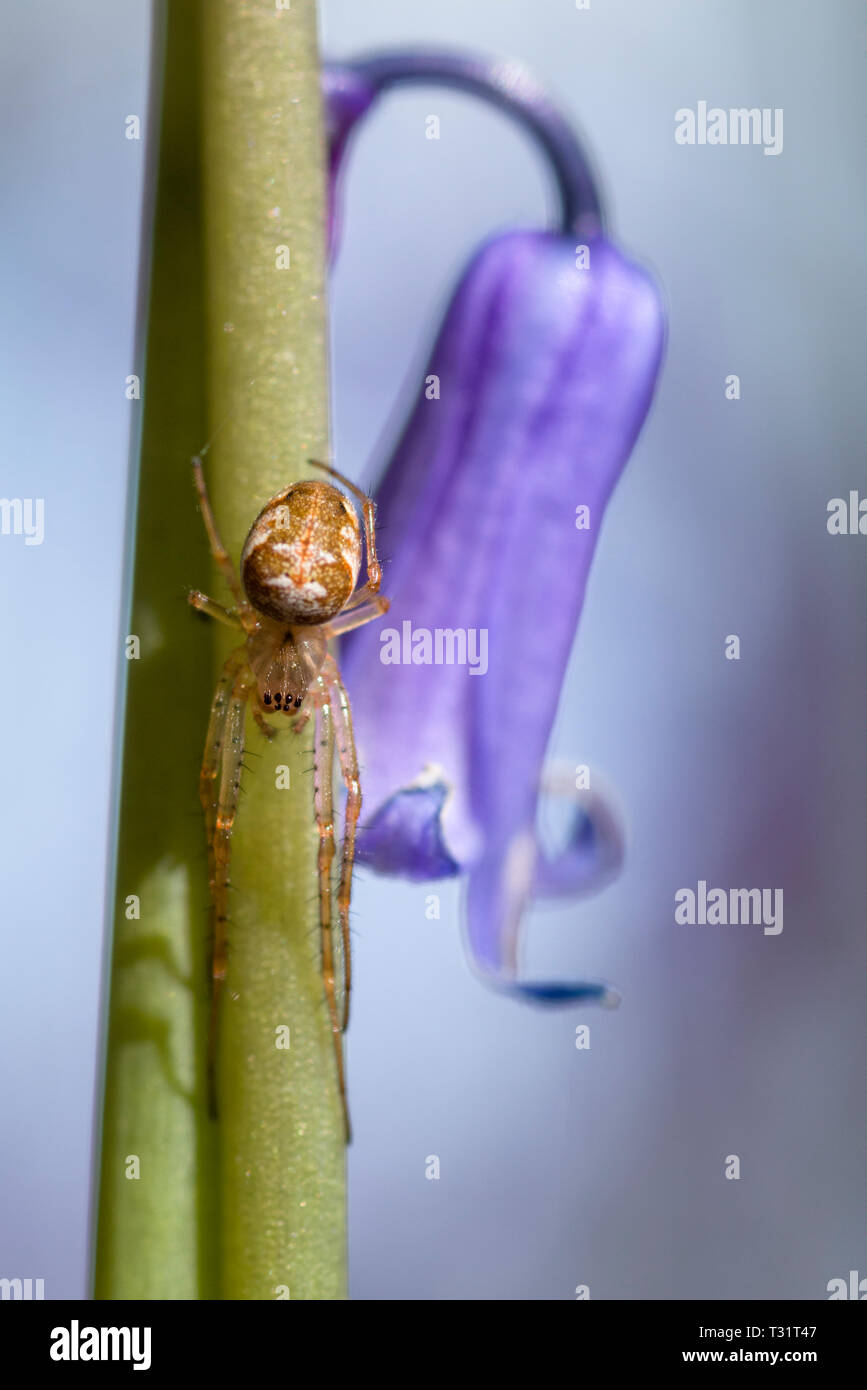 Eine weibliche Orb Weaver Spider, wahrscheinlich Metellina mengei aber wahrscheinlich Metellina segmentata auf einem Bluebell (Hyacinthoides non-scripta) im Frühjahr. Stockfoto