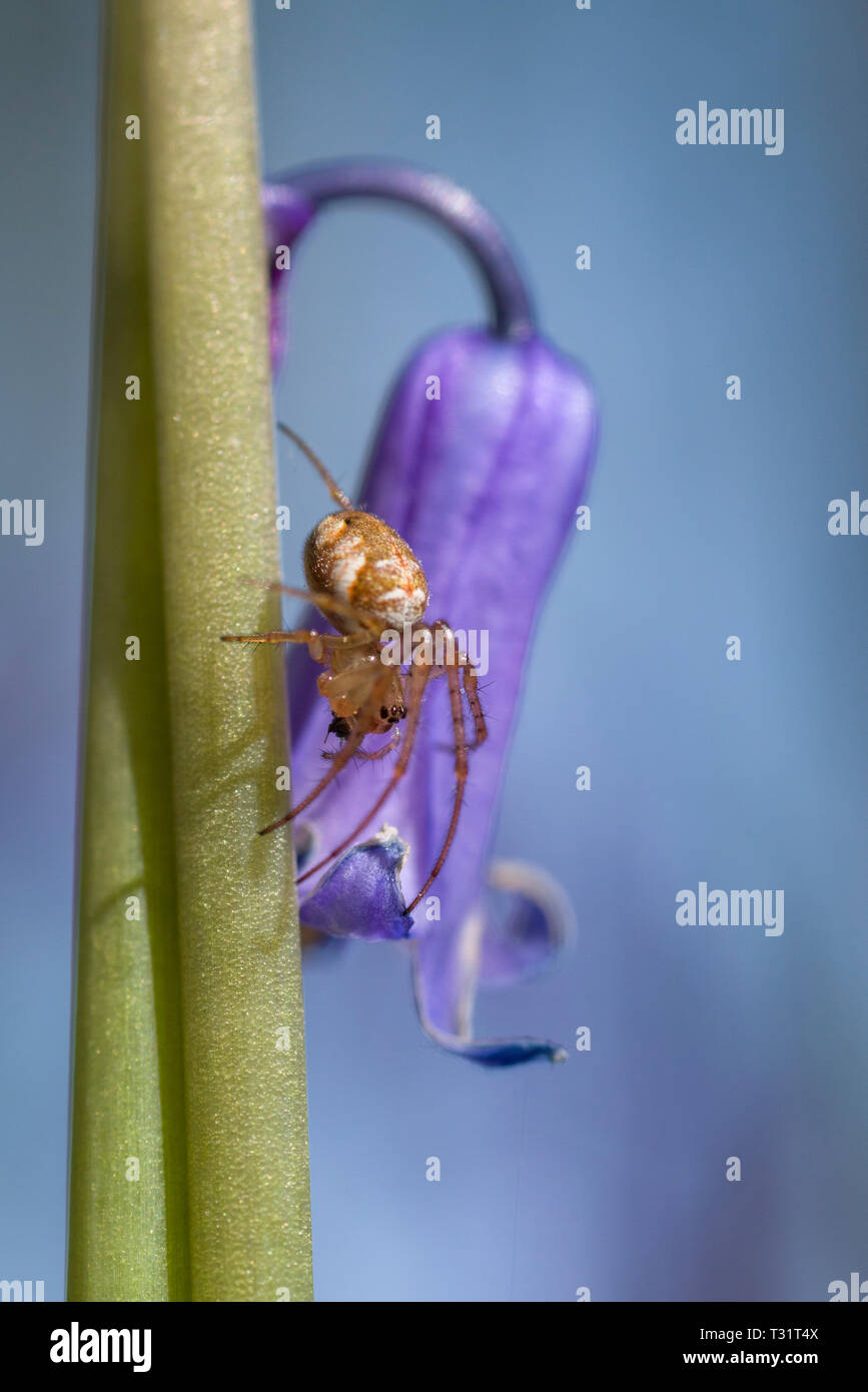 Eine weibliche Orb Weaver Spider, wahrscheinlich Metellina mengei aber wahrscheinlich Metellina segmentata auf einem Bluebell (Hyacinthoides non-scripta) im Frühjahr. Stockfoto