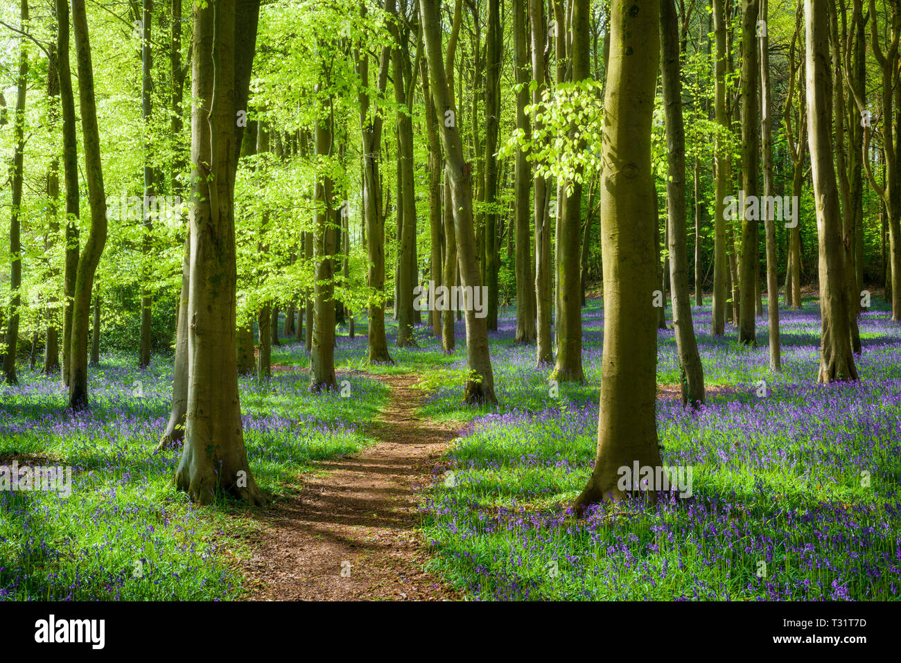 Ein Bluebell Wood in der Nähe von Wrington in North Somerset, England. Stockfoto