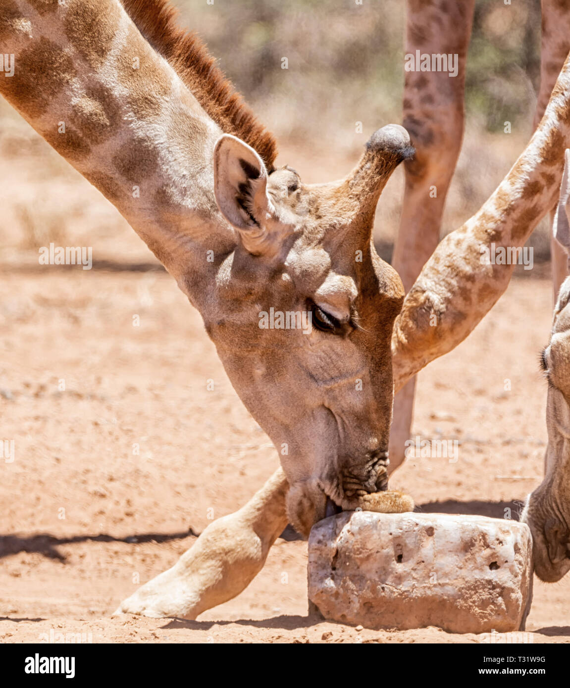 Eine Giraffe nutzt eine mineralische Block in der Hitze der südlichen afrikanischen Savanne Stockfoto