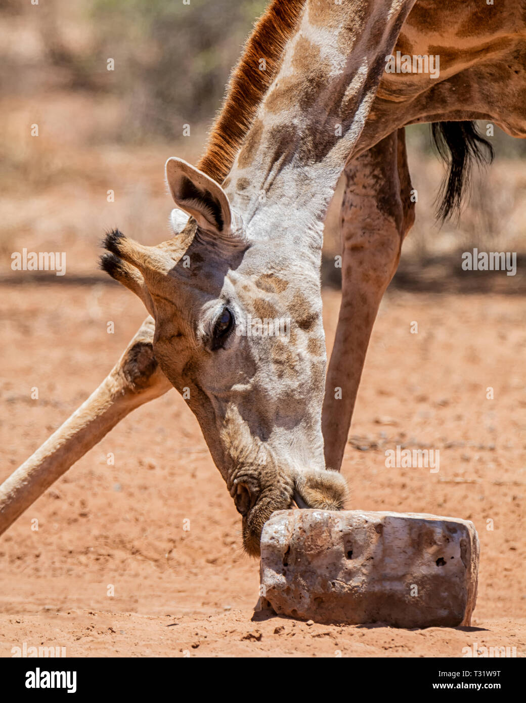 Eine Giraffe nutzt eine mineralische Block in der Hitze der südlichen afrikanischen Savanne Stockfoto