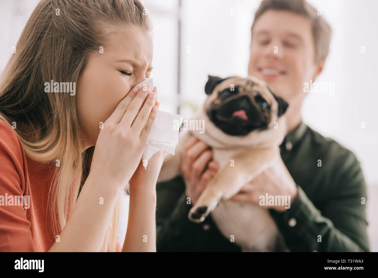 Selektiver Fokus der Niesen Frau allergisch auf Hunde in der Nähe der  freundliche Mann mit Mops Stockfotografie - Alamy