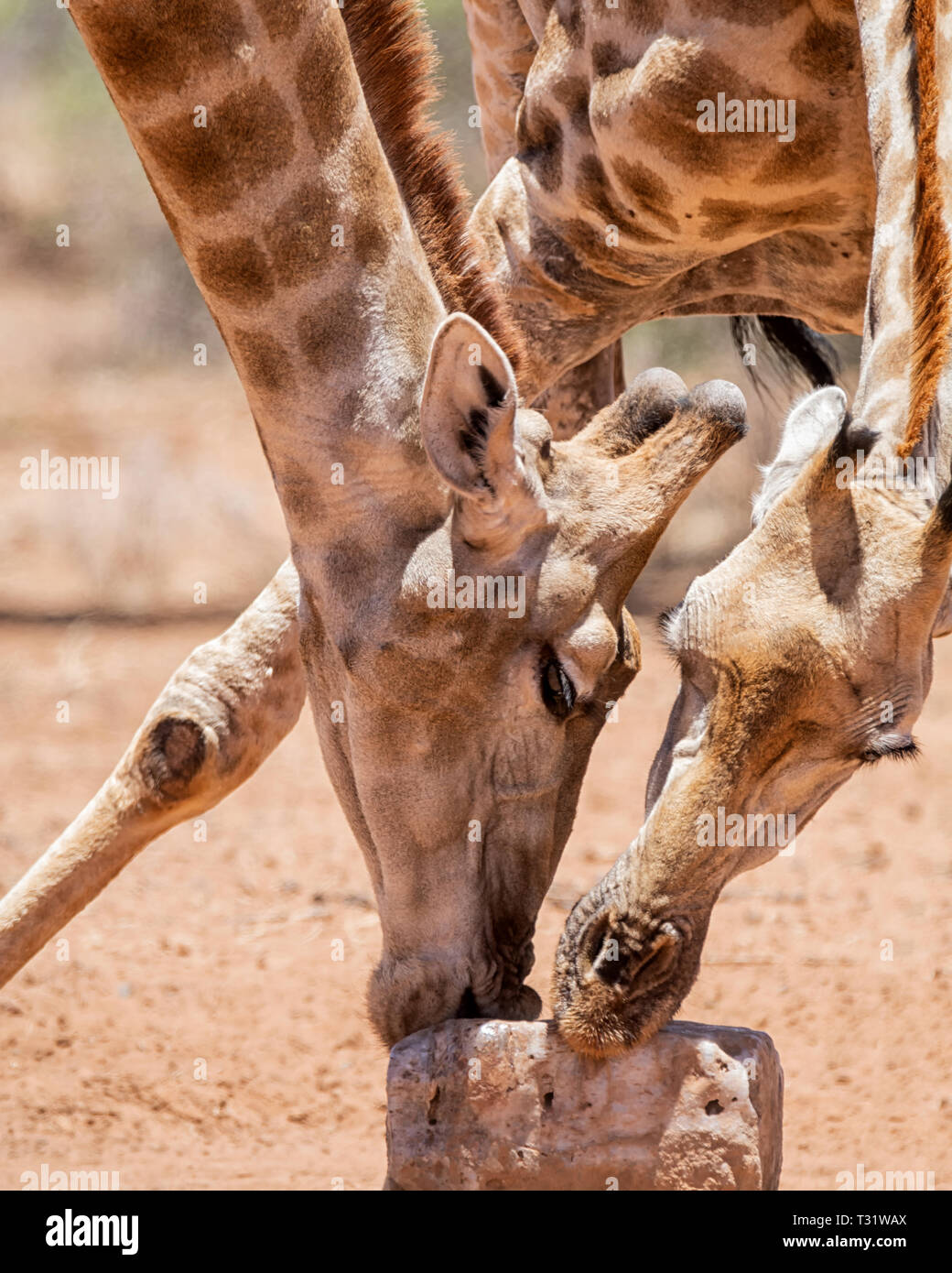 Ein paar Giraffen nutzen ein Mineral Block in der Hitze der südlichen afrikanischen Savanne Stockfoto