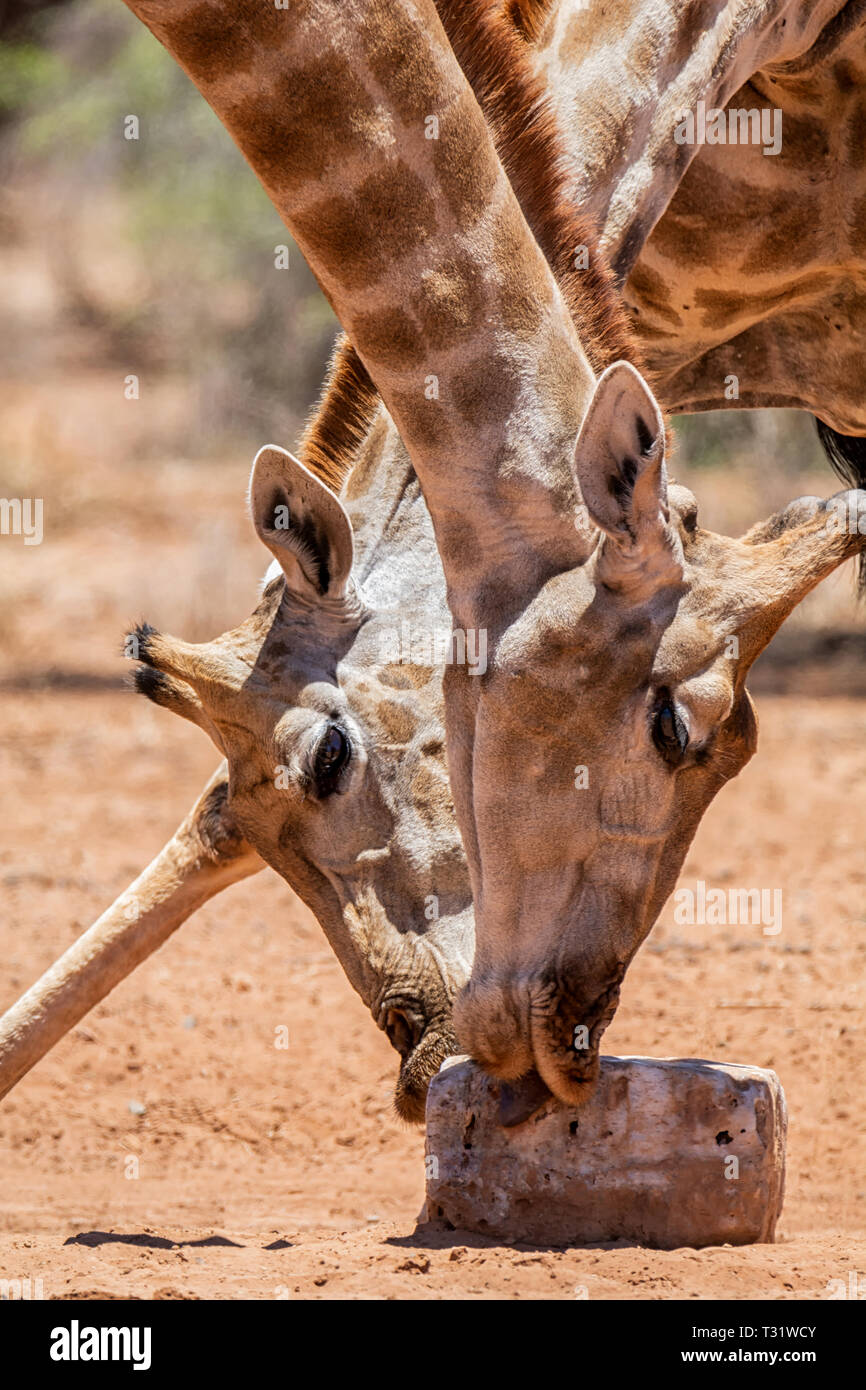 Ein paar Giraffen nutzen ein Mineral Block in der Hitze der südlichen afrikanischen Savanne Stockfoto