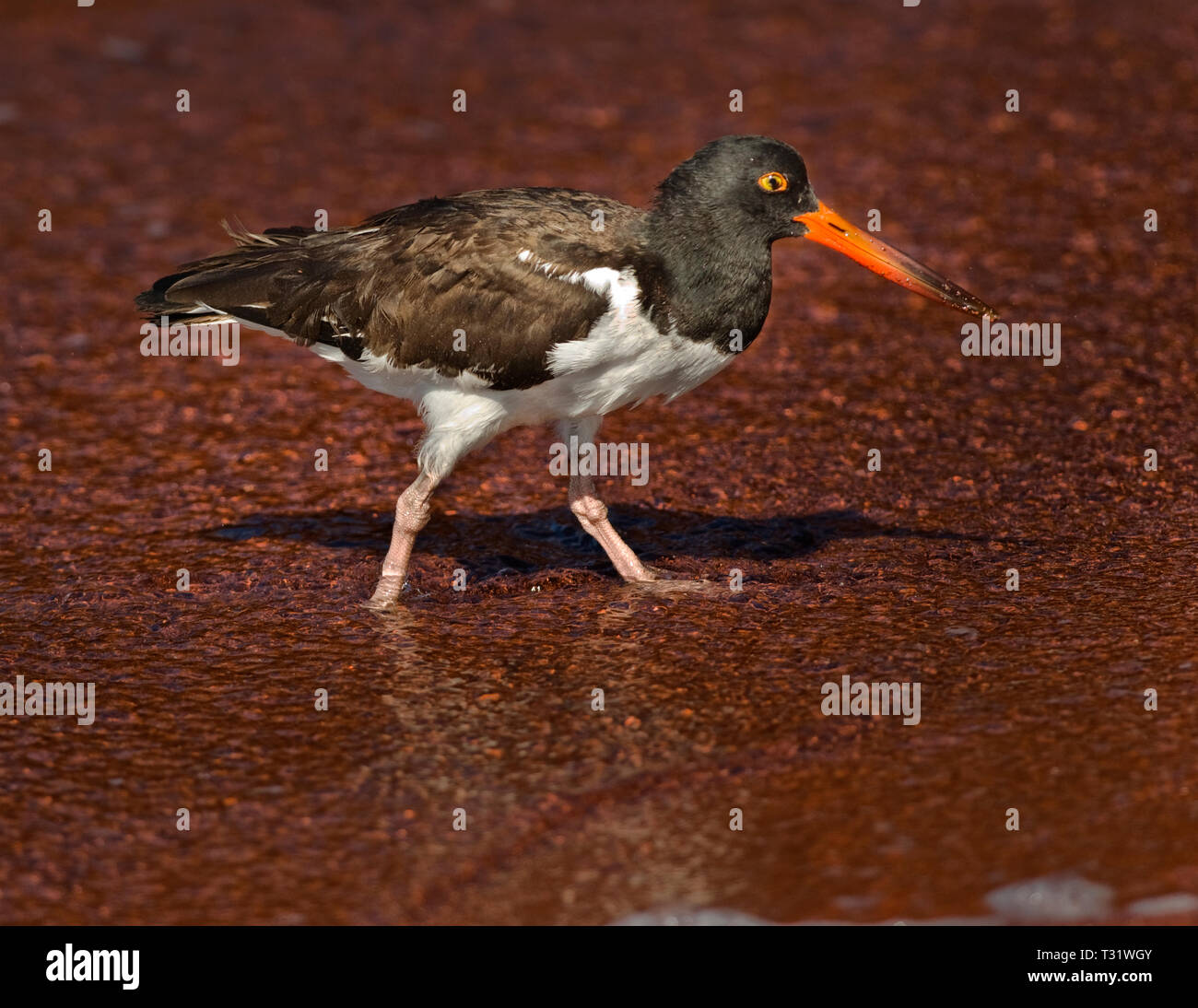 Südamerika, Ecuador, Galapagos Inseln, Rabida Insel, Austernfischer Haematopus Palliatus Stockfoto