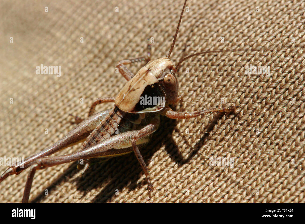 Heuschrecke Stockfoto
