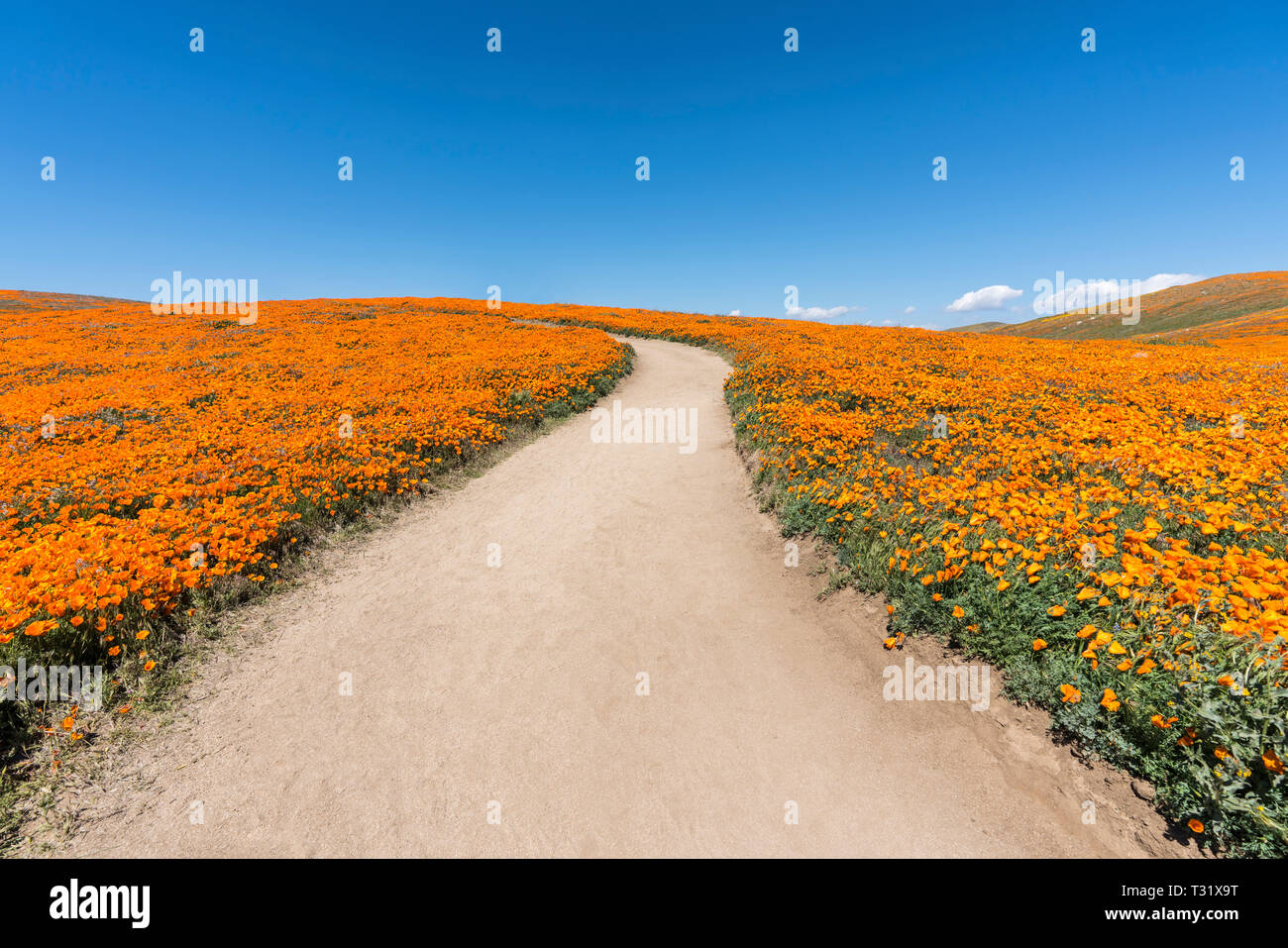 Einladende Weg durch Poppy wildflower super Blüte Feld in Südkalifornien. Stockfoto