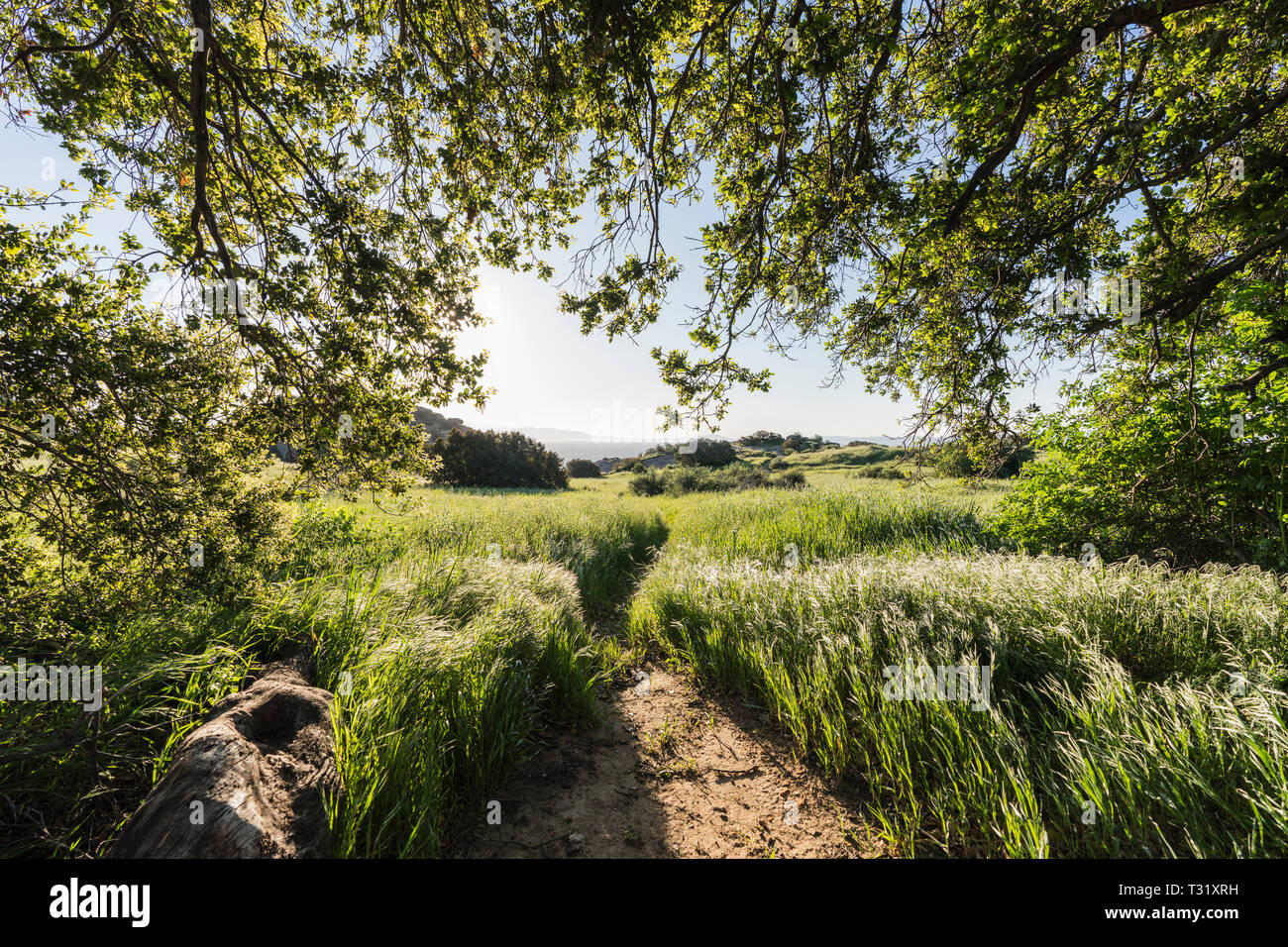 Santa Susana Pass State Historic Park Oak Grove Wiese Sonnenaufgang In Der Nahe Von Porter Ranch Und Das San Fernando Valley In Los Angeles Kalifornien Stockfotografie Alamy