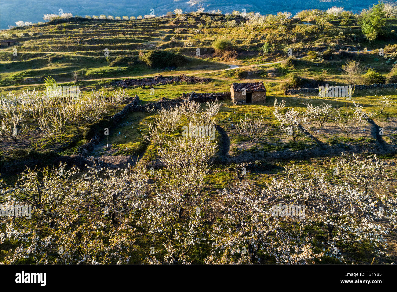 Luftaufnahme Kirschblüten Felder mit Bauernhäusern im Frühjahr im Valle del Jerte Spanien Stockfoto