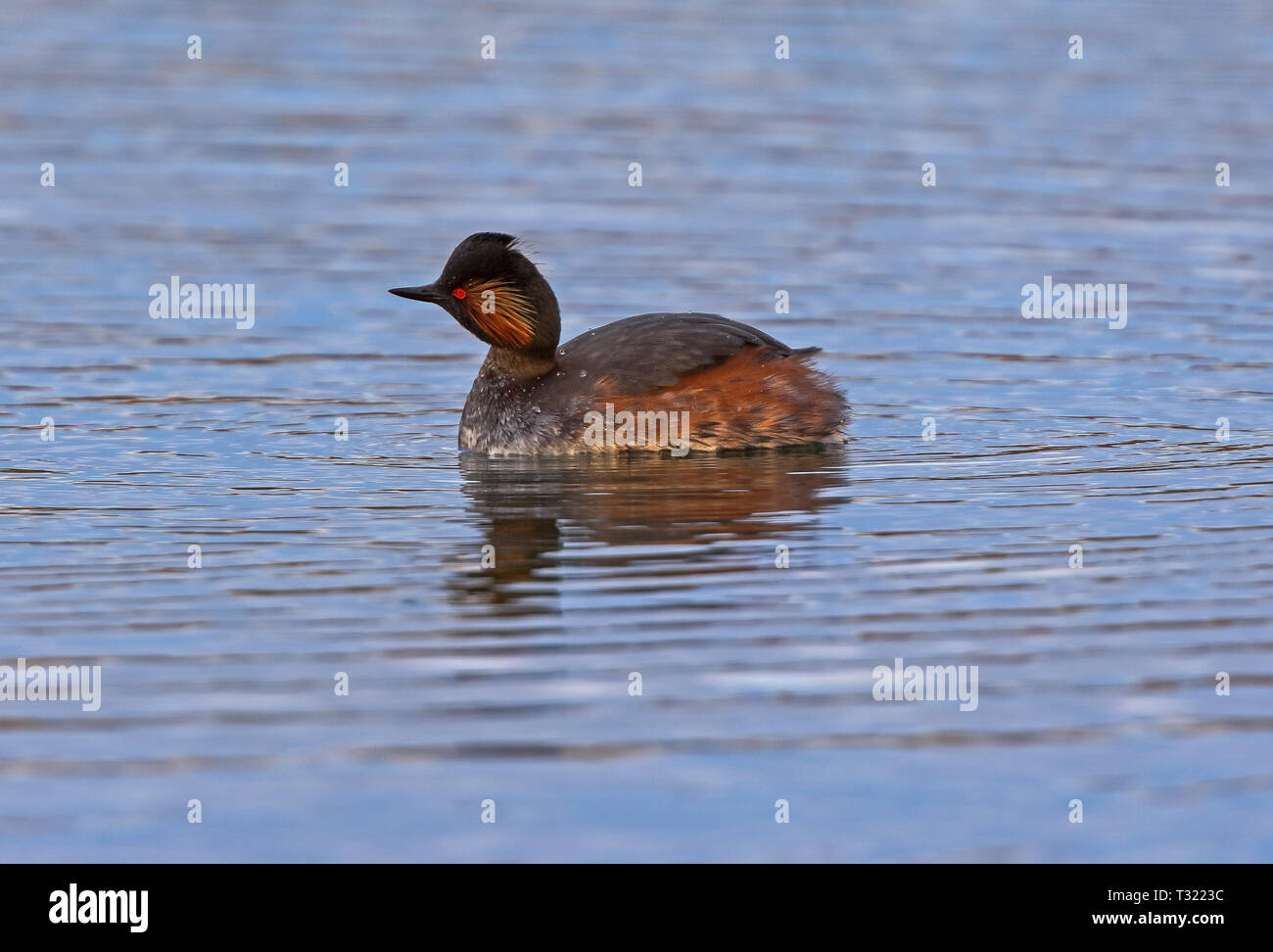 Schwarz Necked Grebe (Podiceps niricollis) Stockfoto