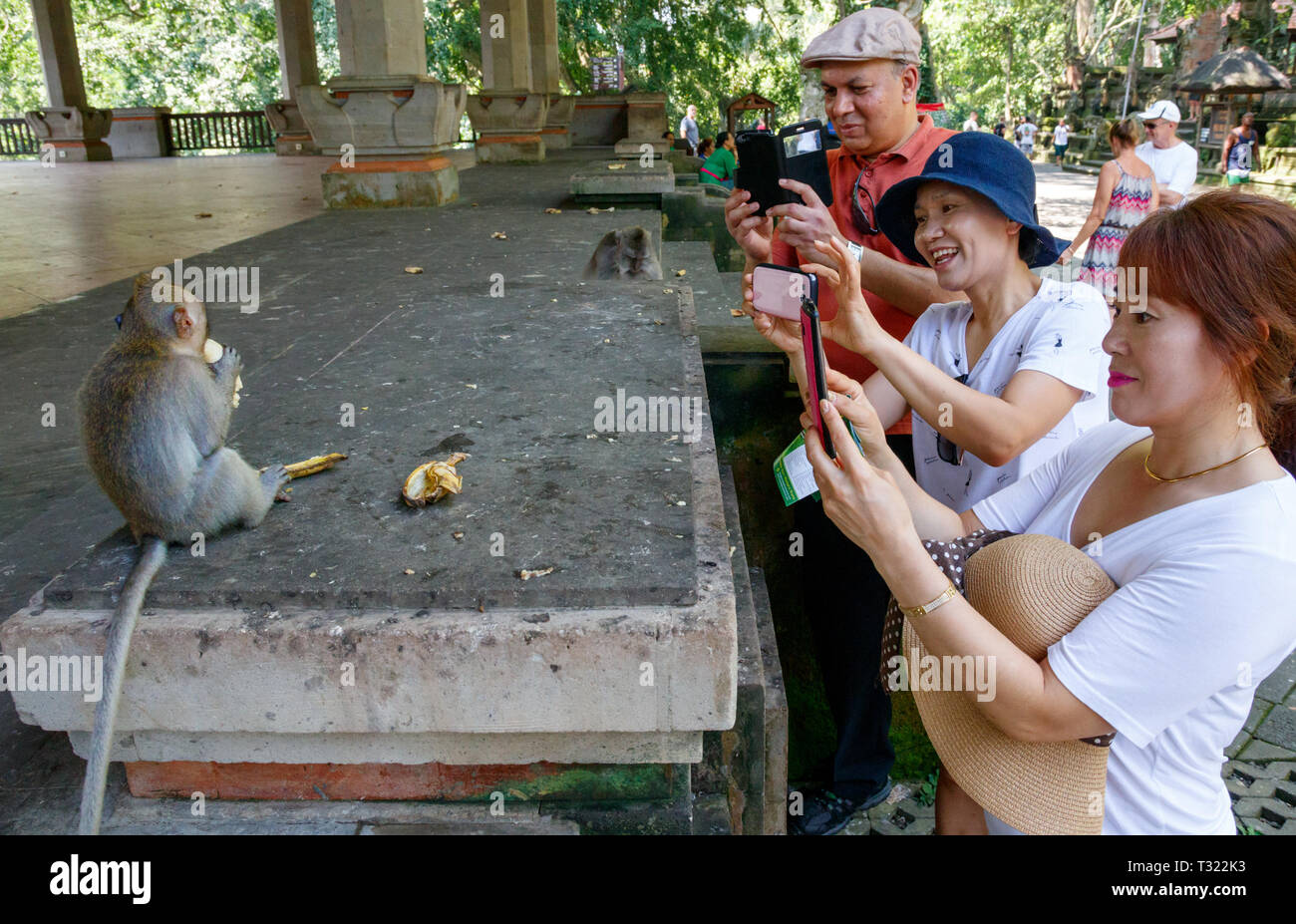 Asiatische Touristen fotografieren Eines der Krabbe - Essen makaken der Heilige Affenwald von Ubud Heiligtum. Ubud, Bali, Indonesien. Stockfoto