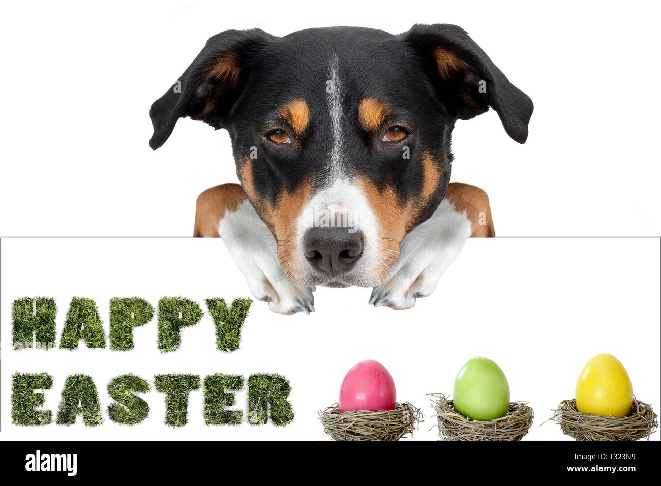 Ostern Hund mit Ostereiern Holding ein Plakat von hinten, frohe Ostern seit  Stockfotografie - Alamy