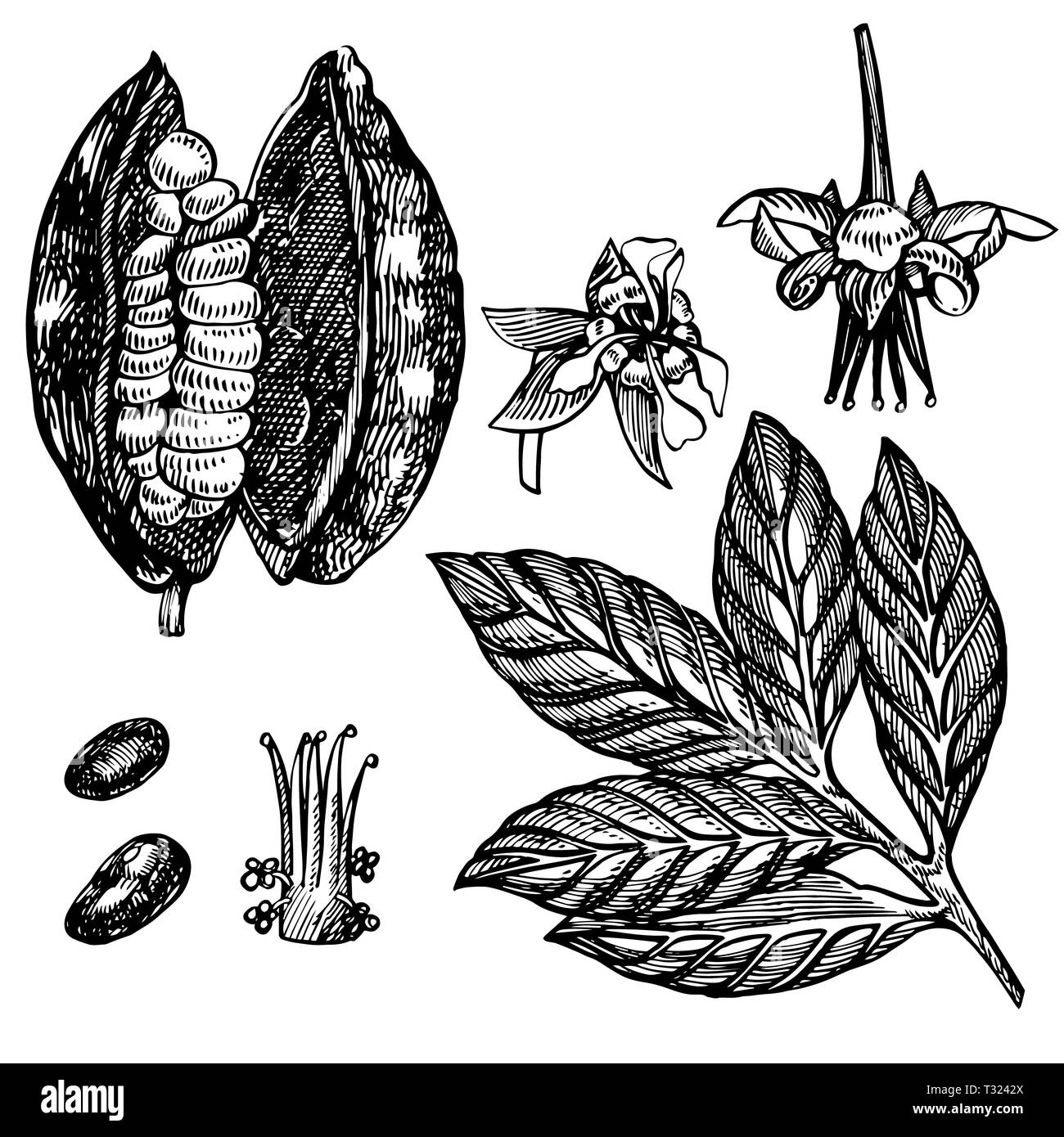 Schokolade Kakao Bohnen Abbildung. Graviert stil Abbildung. Skizziert Hand gezeichnet Kakaobohnen, Baum, Blätter und Zweige Stockfoto