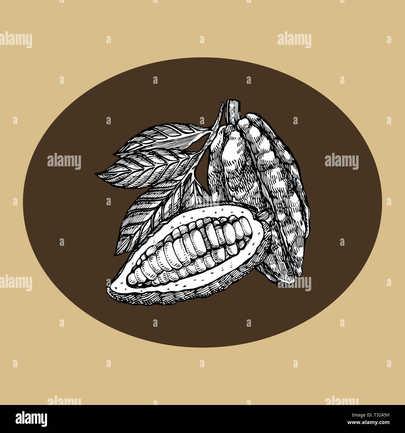 Schokolade Kakao Bohnen Abbildung. Graviert stil Abbildung. Skizziert Hand gezeichnet Kakaobohnen, Baum, Blätter und Zweige Stockfoto