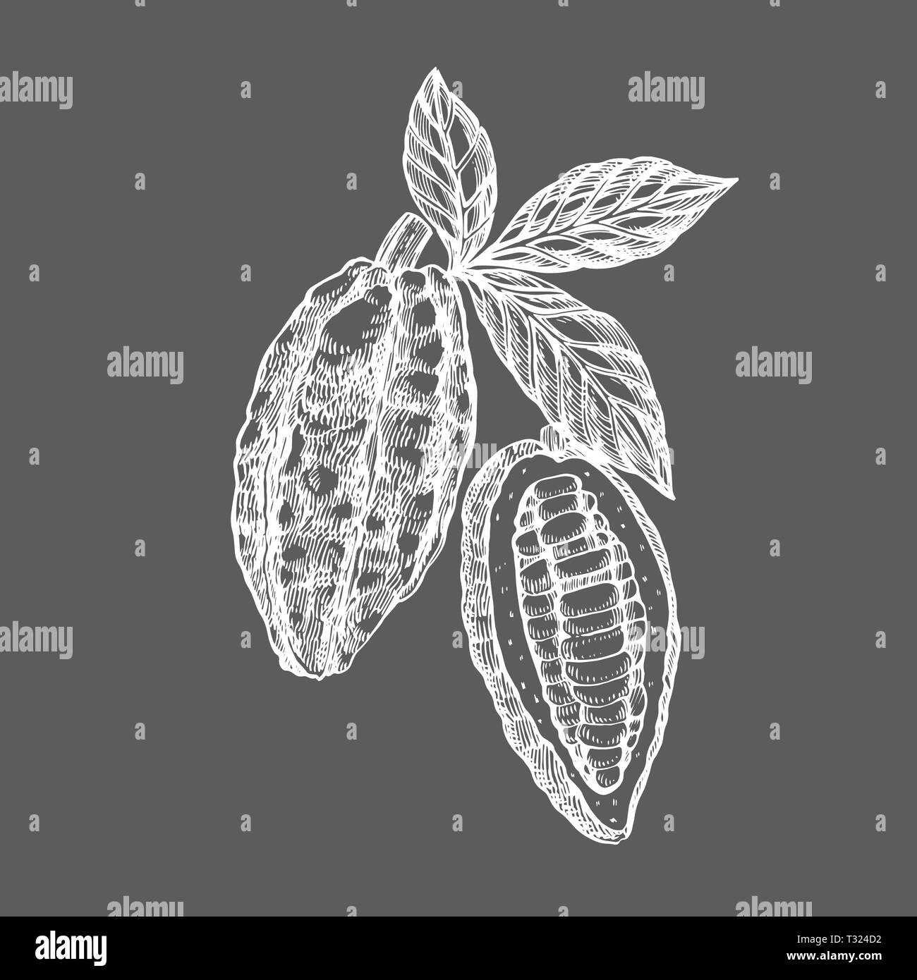 Schokolade Kakao Bohnen Abbildung. Graviert stil Abbildung. Skizziert Hand gezeichnet Kakaobohnen, Baum, Blätter und Zweige Stockfoto
