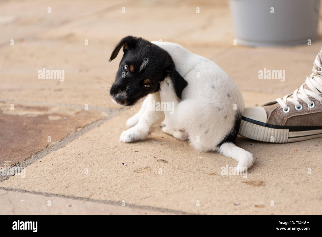 Junge Jack Russell Terrier Welpen 7,5 Wochen alt. Süße kleine doggy. Mit der Pfote, der Hund ist ein Verkratzen Stockfoto