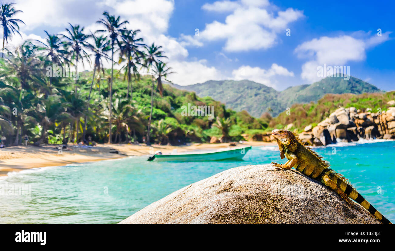 Blick auf Iguana auf einem Felsen im Nationalpark tayrona in Kolumbien Stockfoto