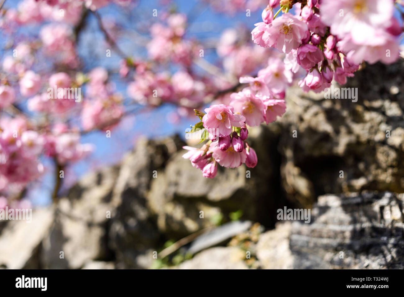 Rosa Kirschblüten im Frühling, Stockfoto