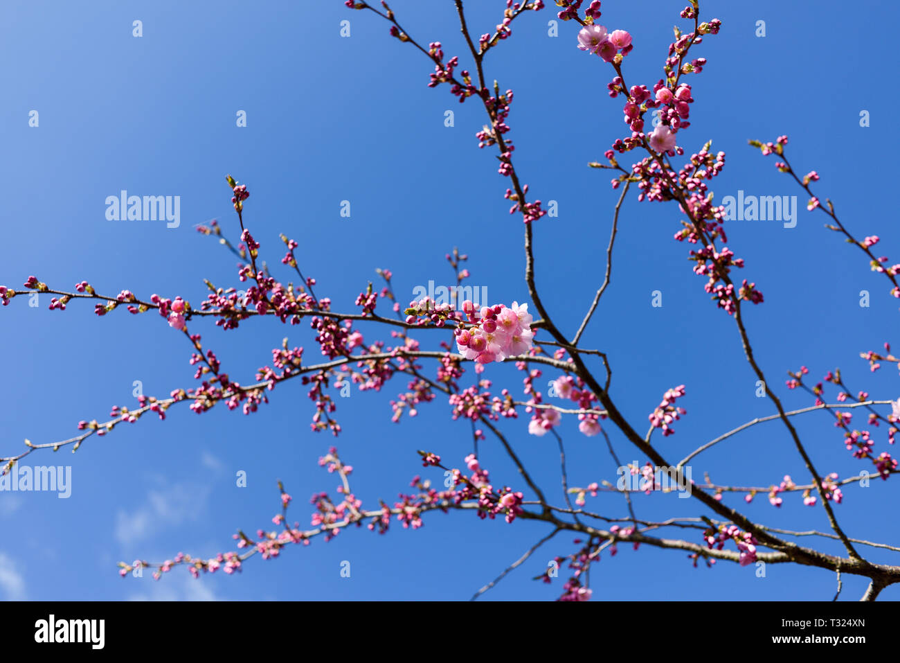 Rosa Kirschblüten im Frühling, Stockfoto