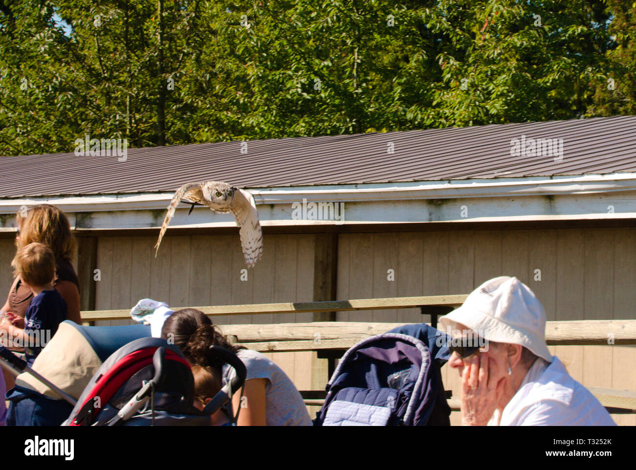 In Aldergrove, Langley, British Columbia, Kanada, fliegt eine Eule lautlos, unbemerkt, hinter Zuschauern Stockfoto