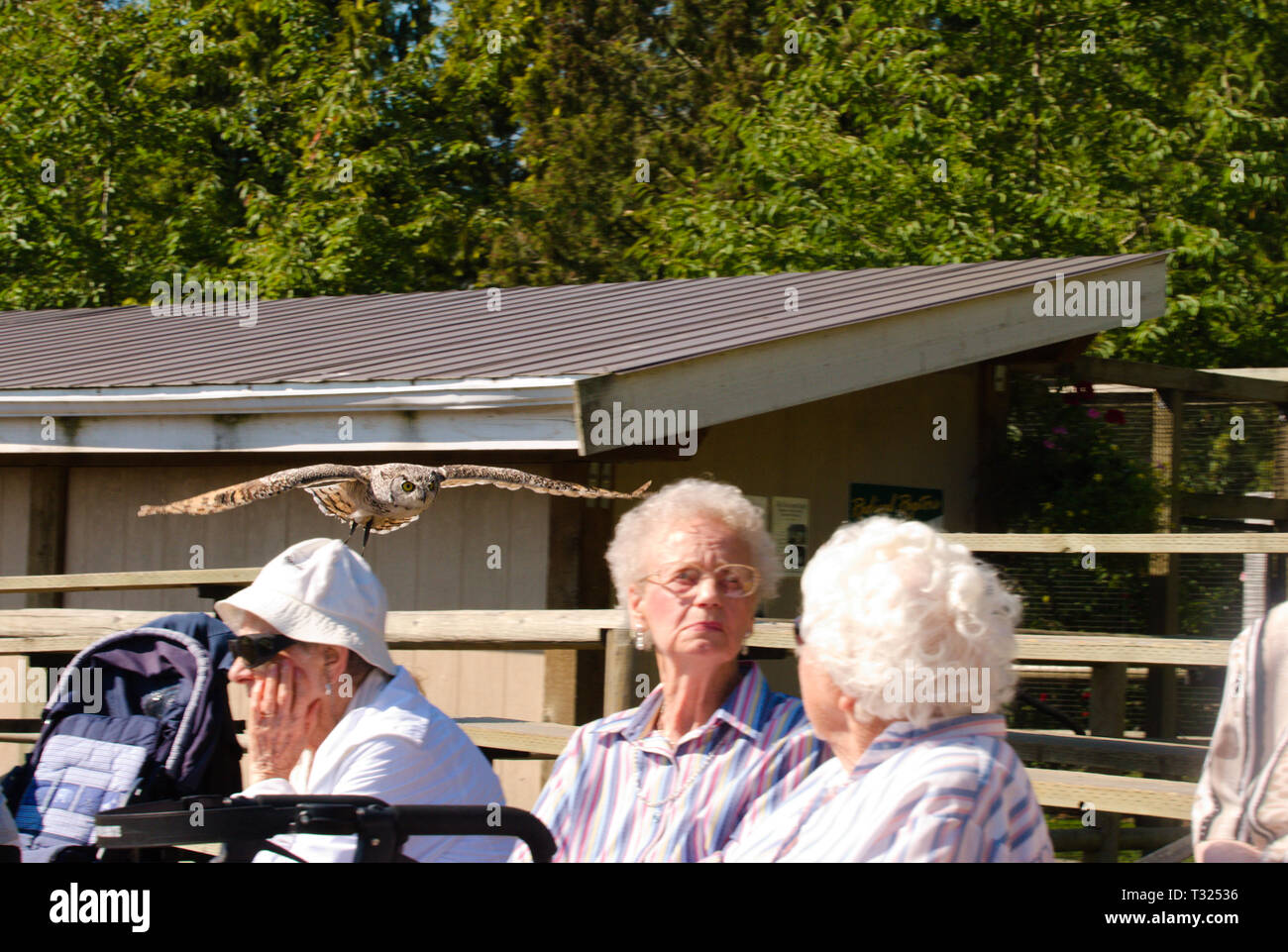 In Aldergrove, Langley, British Columbia, Kanada, fliegt eine Eule lautlos, unbemerkt, hinter Zuschauern Stockfoto