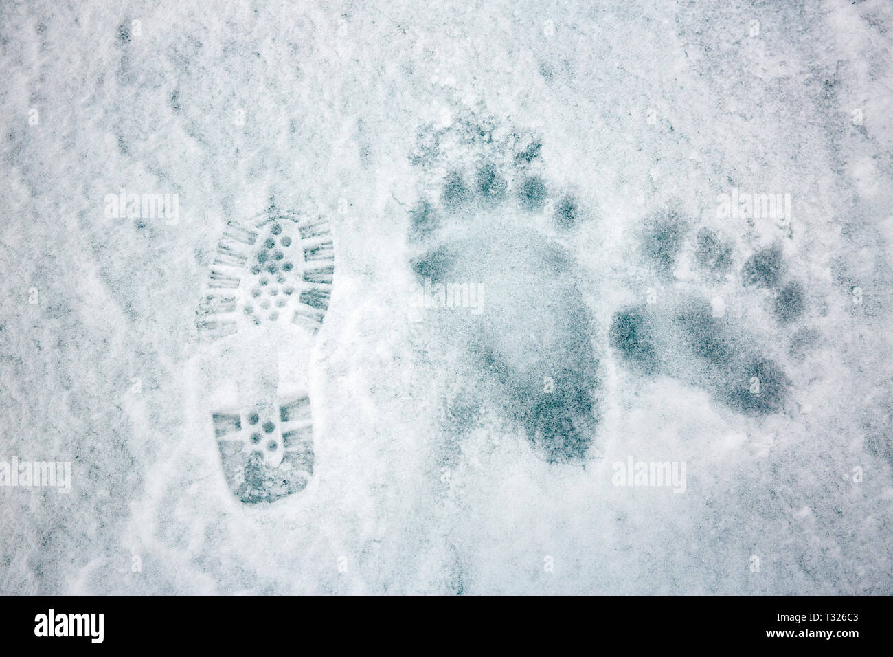 Footprint der Eisbären, Ursus maritimus, Spitzbergen, Arktis, Norwegen Stockfoto