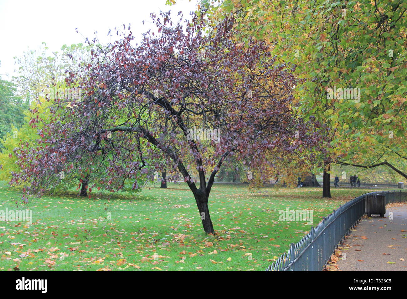 Kensington Garden, London. Vereinigtes Königreich Stockfoto