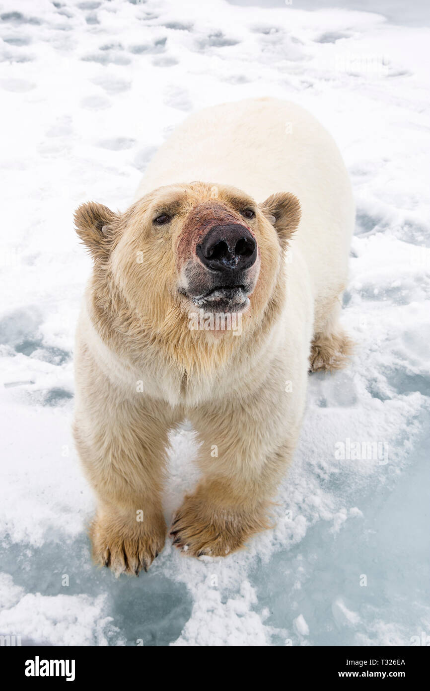 Neugierig Eisbär, Ursus maritimus, Spitzbergen, Arktis, Norwegen Stockfoto