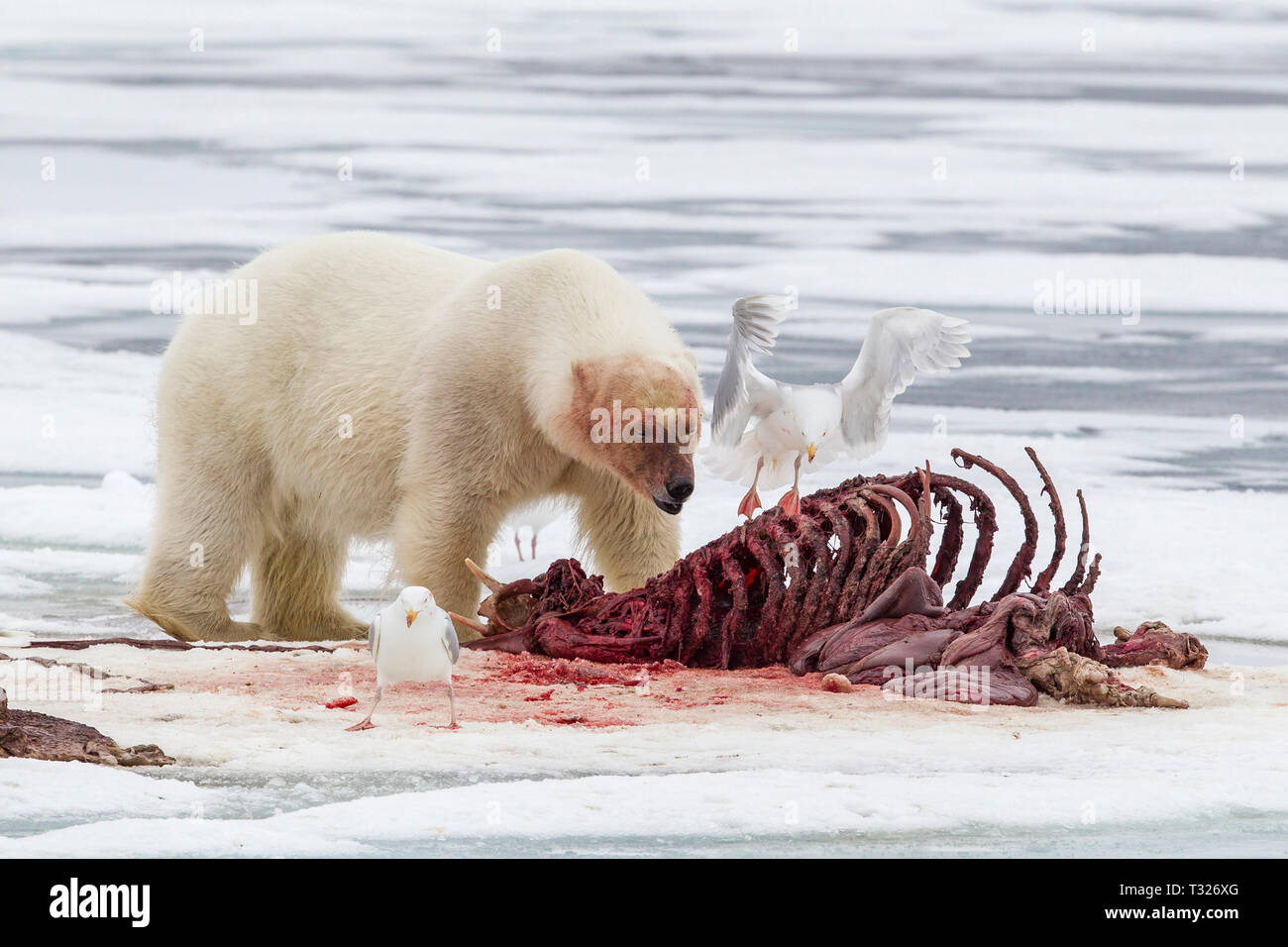 Polar Bear Fütterung tot Walross, Ursus maritimus, Spitzbergen, Arktis, Norwegen Stockfoto