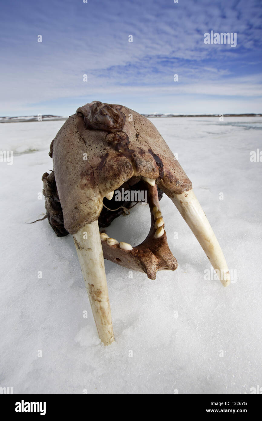 Skul der Atlantischen Walross, Odobenus rosmarus, Spitzbergen, Arktis, Norwegen Stockfoto