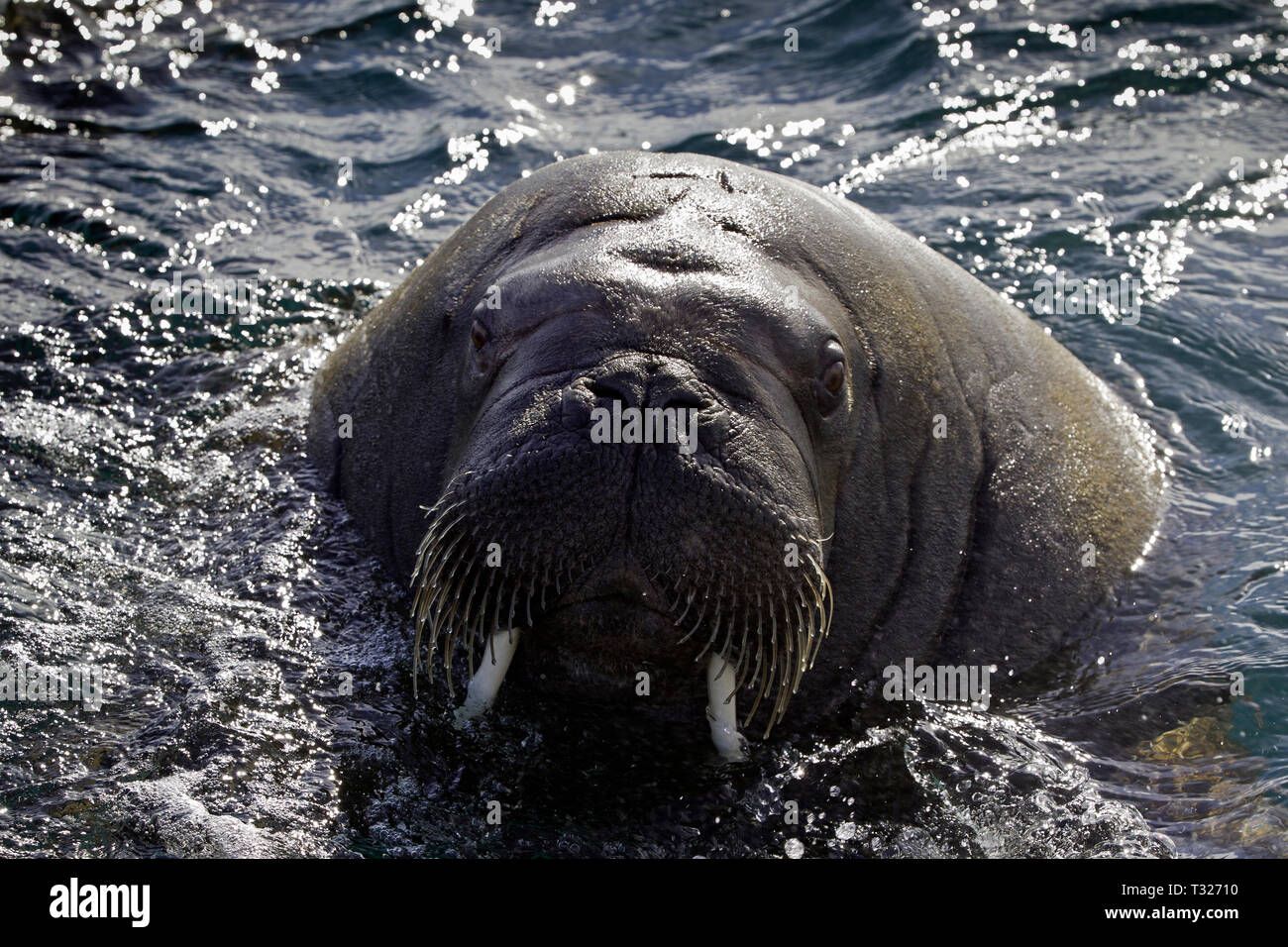 Atlantik, Odobenus rosmarus Walrus, Spitzbergen, Arktis, Norwegen Stockfoto