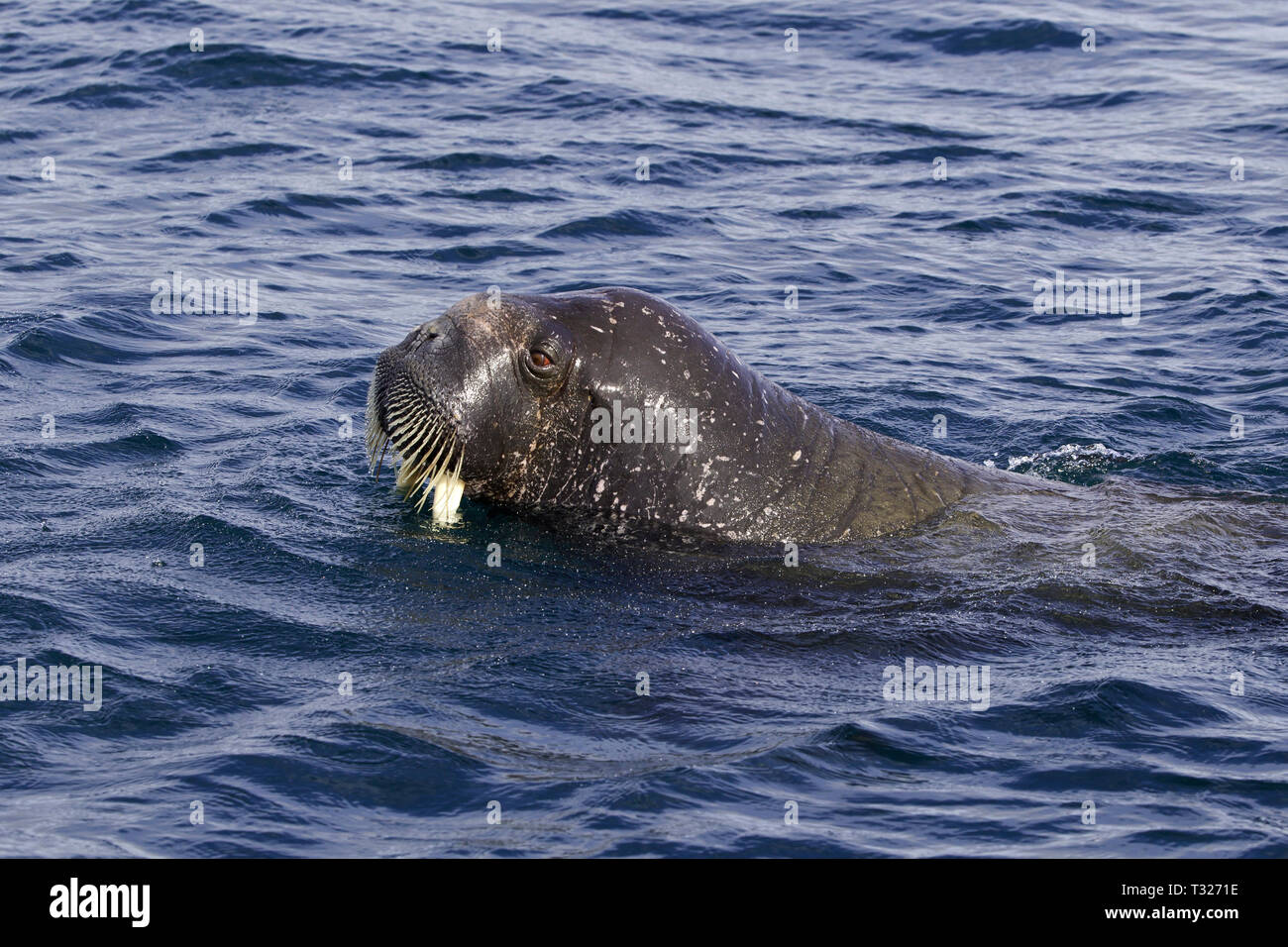Atlantik, Odobenus rosmarus Walrus, Spitzbergen, Arktis, Norwegen Stockfoto