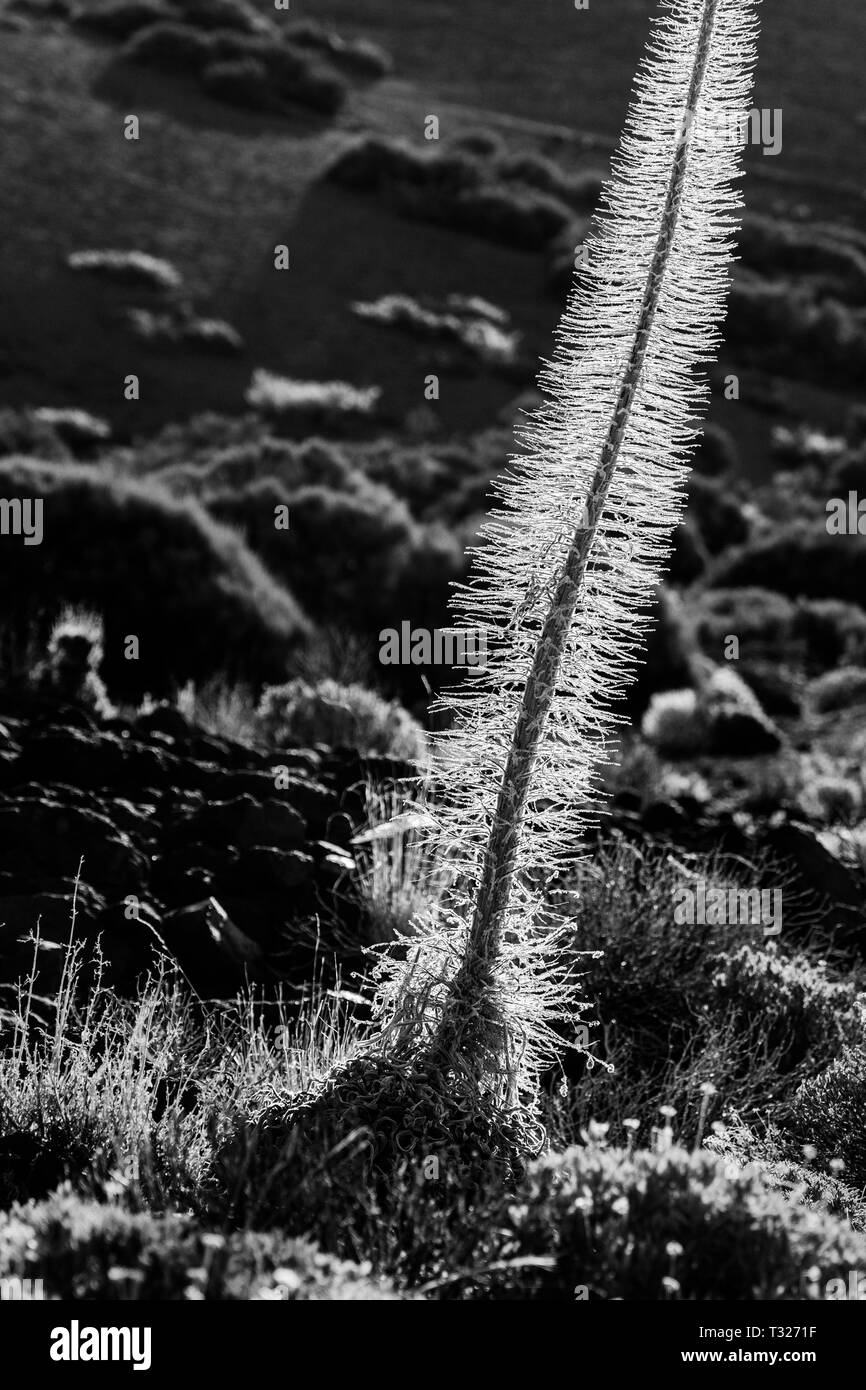 Hintergrundbeleuchtung Skelett der Echium wildpretii tajanaste Stiel glühen in der Las Canadas del Teide Nationalpark Teneriffa, Kanarische Inseln, Spanien Stockfoto