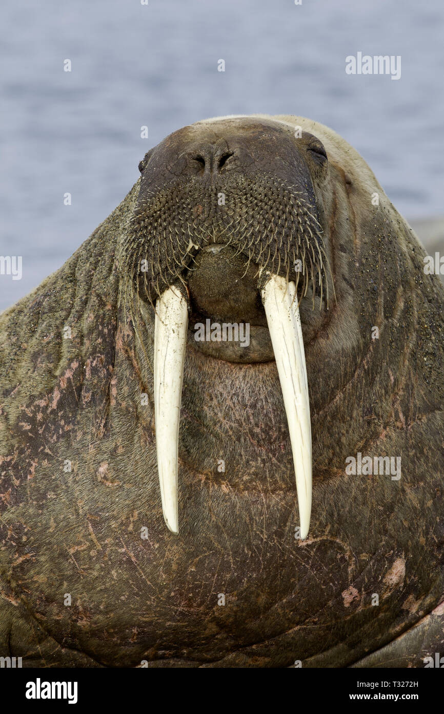 Atlantik, Odobenus rosmarus Walrus, Spitzbergen, Arktis, Norwegen Stockfoto