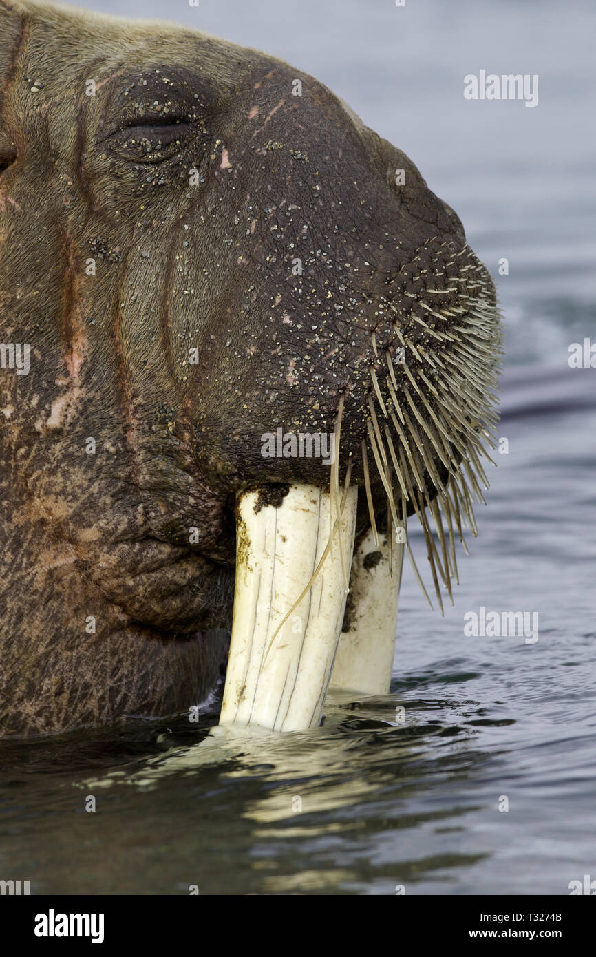Atlantik, Odobenus rosmarus Walrus, Spitzbergen, Arktis, Norwegen Stockfoto