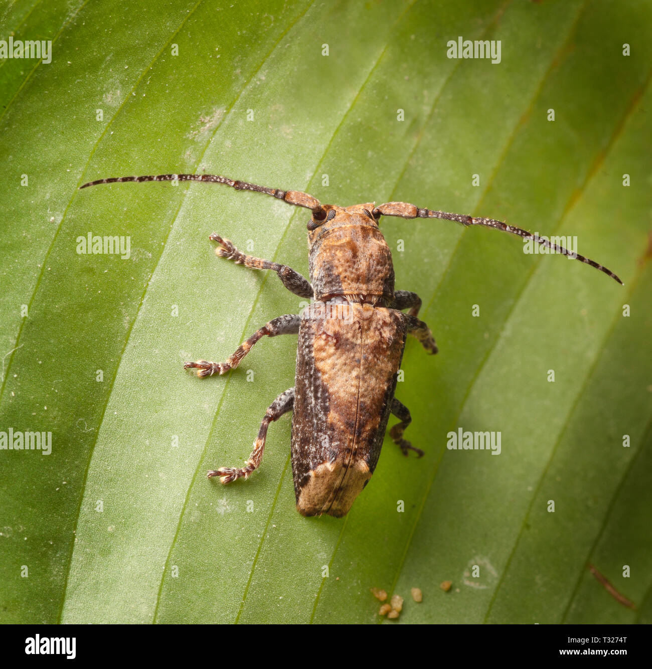 Eine Flatfaced Longhorn Beetle auf ein Blatt, Lamiinae, Malaysia Stockfoto