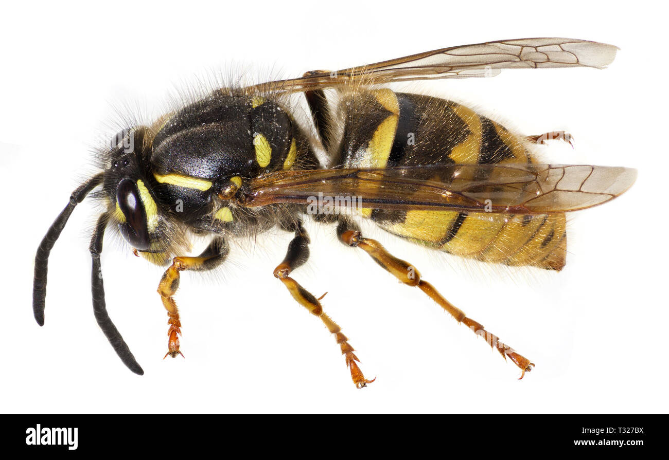 Vespula vulgaris, die gemeinsame Wasp, Seitenansicht Stockfoto