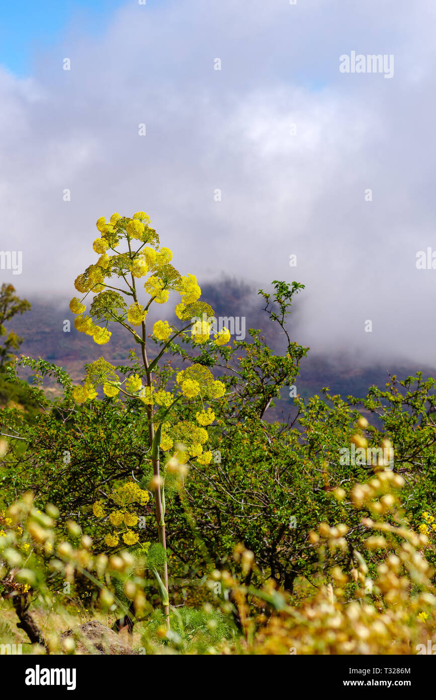 Riesigen Fenchel, Ferula Communis, gegen einen bewölkten Himmel, Gran Canaria, Kanarische Inseln, Spanien Stockfoto