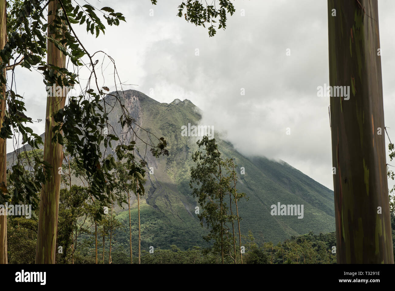 Regenwald von Costa Rica Stockfoto