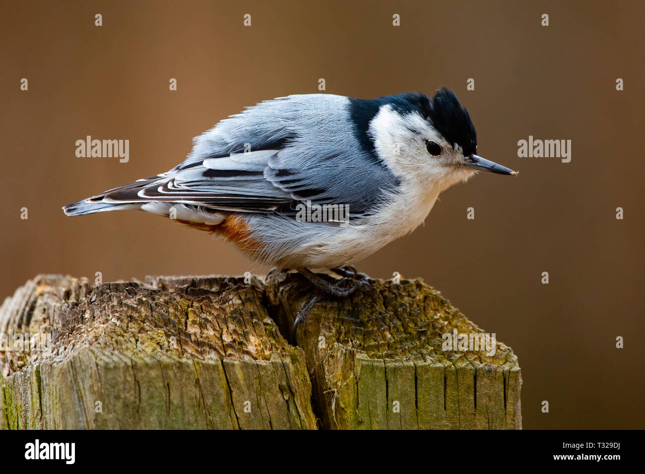 Fauna gefiederten Vögel Kleine Weiße Breasted Kleiber Closeup Stockfoto