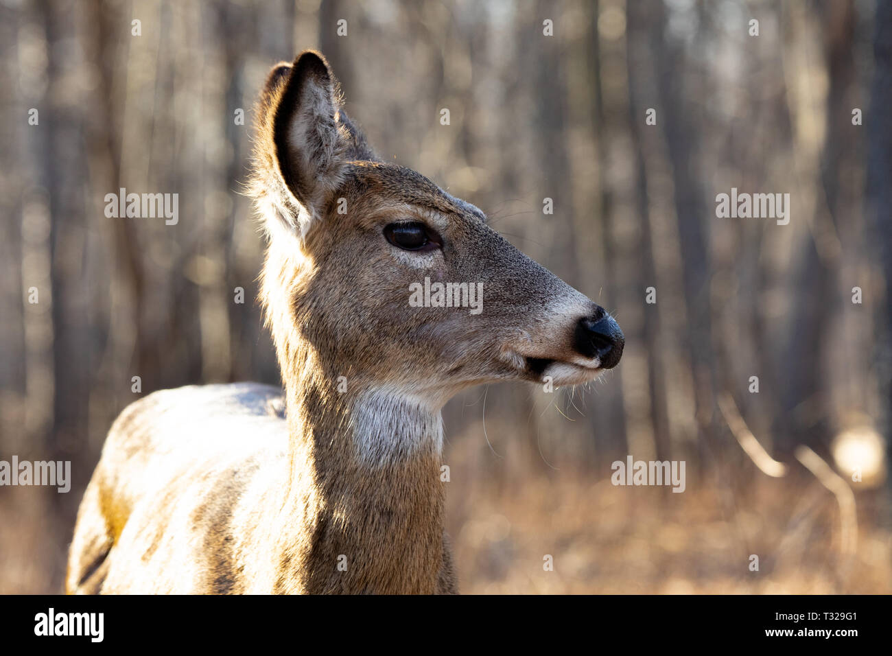 Säugetiere weiblichen White Tailed Deer Wald Tiere Stockfoto