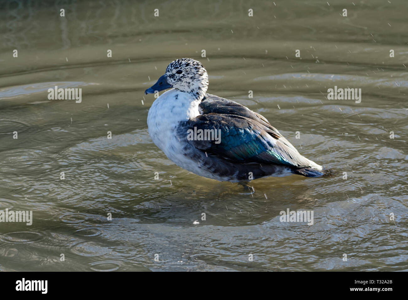 South American Kamm Ente - Sarkidiornis sylvicola in Wasser stehen im Regen Stockfoto