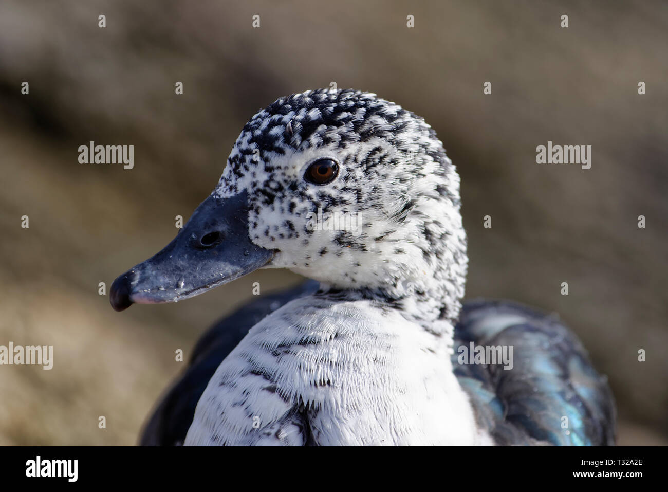 South American Kamm Ente - Sarkidiornis sylvicola aus Mittel- und Südamerika Stockfoto