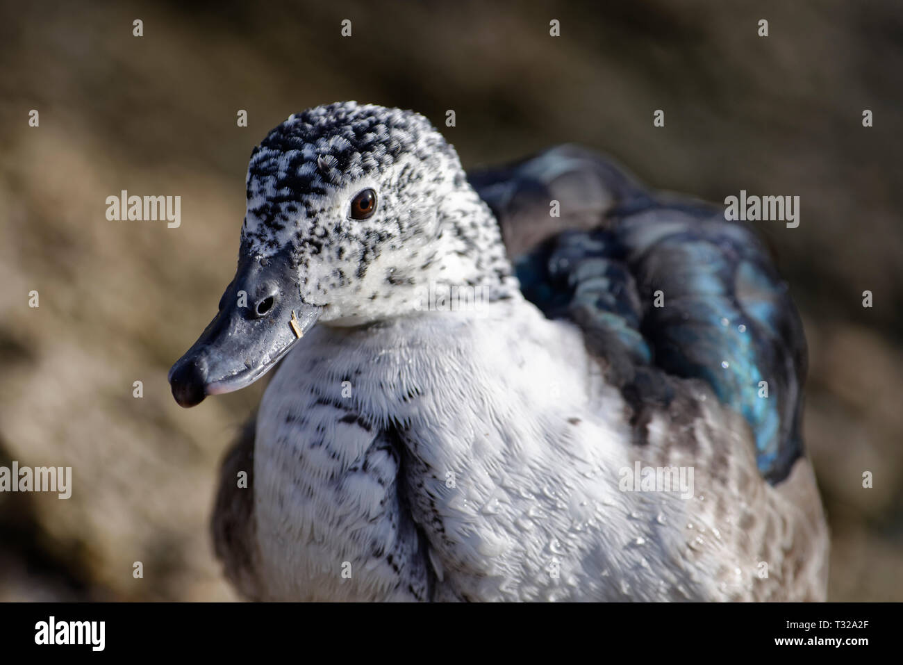 South American Kamm Ente - Sarkidiornis sylvicola aus Mittel- und Südamerika Stockfoto