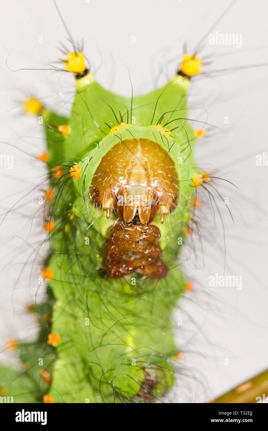 Indian Moon moth Caterpillar Stockfoto