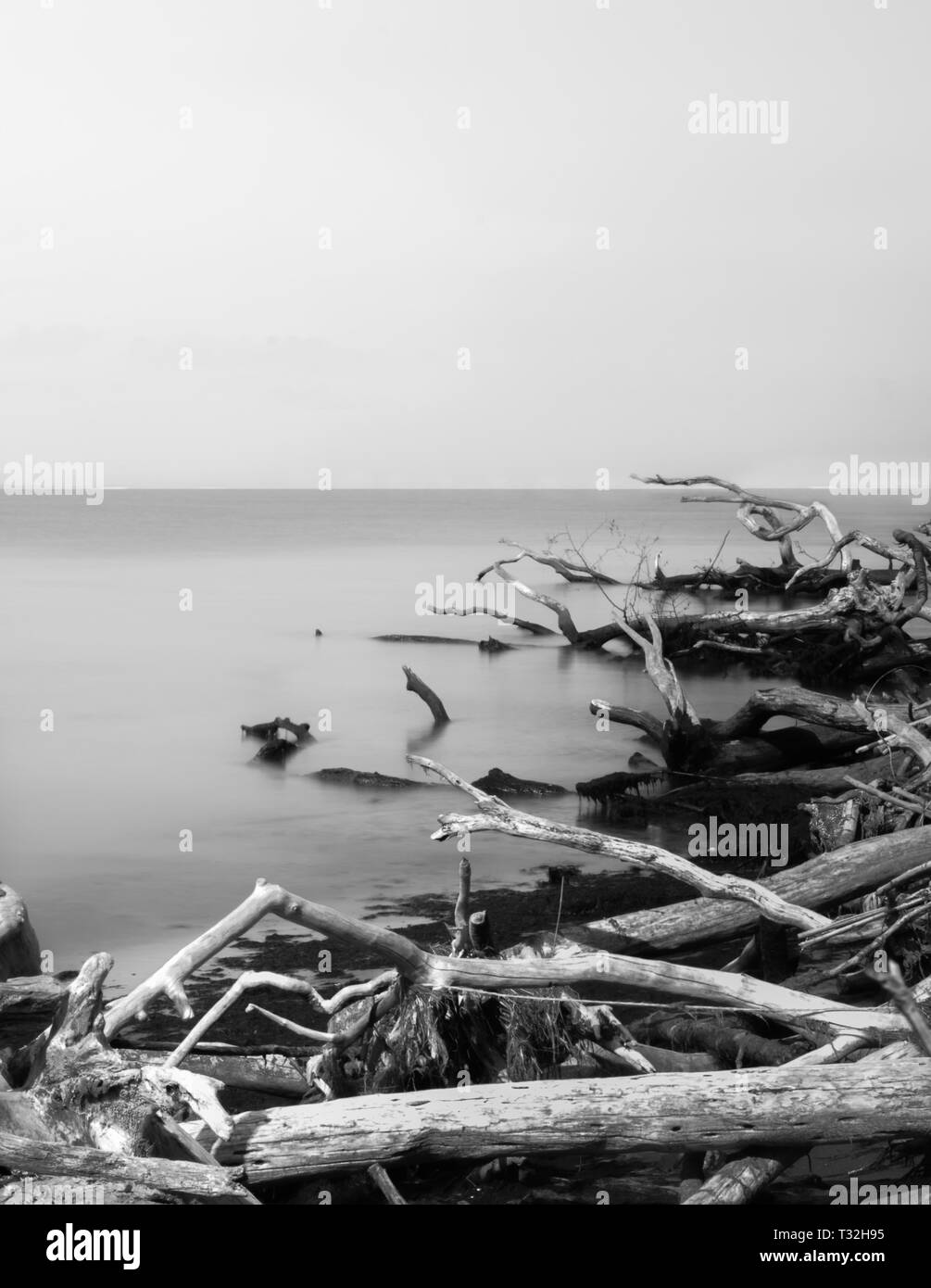 Blick über den Atlantik und auf den Horizont mit Treibholz im Vordergrund, in Schwarz und Weiß, Fire Island, NY Stockfoto